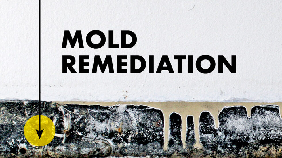 Is there Mold Contamination in Your Home or Business? DryHero Water